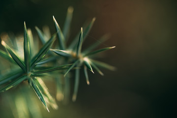 Closeup of a green needle branch. Christmas flower leaf detail.