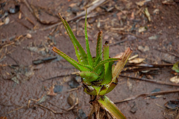 Aloe vera plant in a wild forest