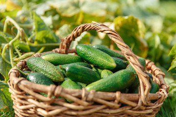 Harvest cucumbers in a basket. Fresh vegetables from the garden. Farmer's Market.