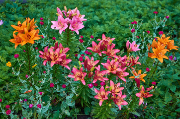 Summer flowers of tiger red yellow lily on a sunny day