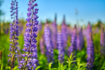 Purple summer lupine flowers in the meadow on a sunny day