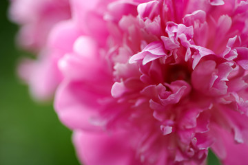 Pink peonies in a European flowerbed