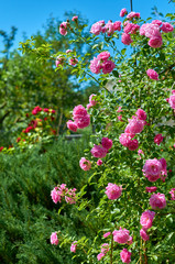 Pink red rose flowers in a summer garden on a sunny day