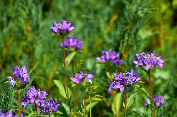 Purple flowers bluebells.in a European garden