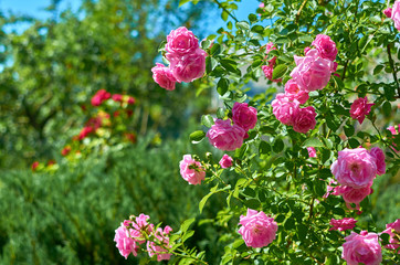 Pink red rose flowers in a summer garden on a sunny day