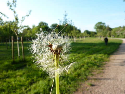 Dandelion at Appelhoffweiher, Steilshoop, Hamburg