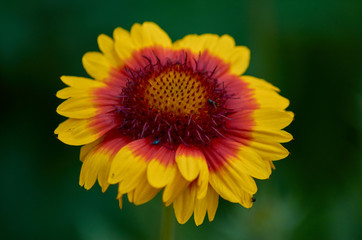 Yellow big daisy on a green background in macro