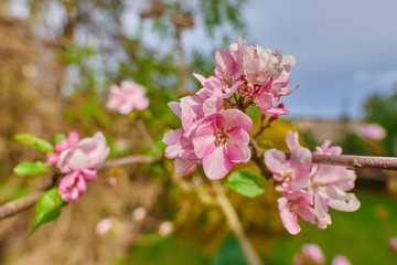 Naklejka na ściany i meble Blooming pink-white garden tree apple tree in garden in spring