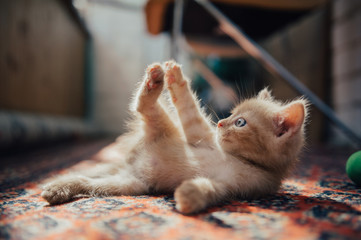 Cute ginger kitten bites his front leg