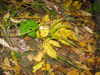 autumn leaves on the ground