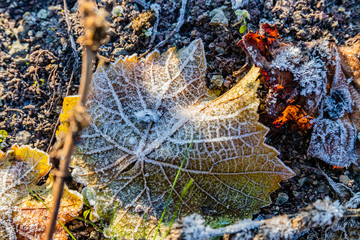 gefrorene Weinblätter mit Reif überzogen