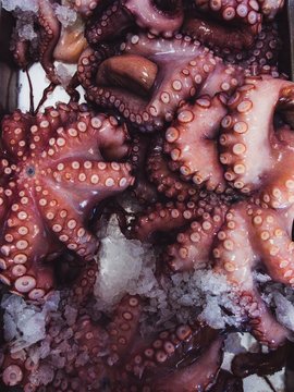 Cooled octopus tentacles