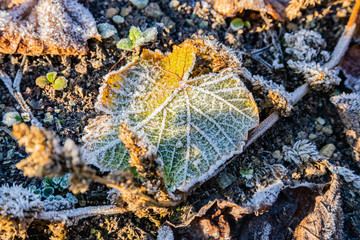 gefrorene Weinblätter mit Reif überzogen