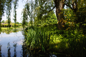 Obraz premium lake in the forest