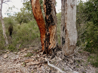 Burnt tree in Western Australia