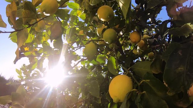 Ripe lemons hanging on a lemon tree. Yellow lemons grow on a tree in the garden. Sun in shining though the branch