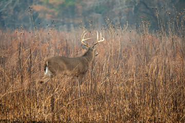 Large whitetailed deer buck