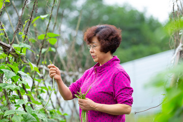 Senior asian woman working in the garden