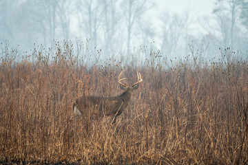 Large whitetailed deer buck