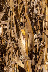 An ear of corn sticks out of the stalk in a cornfield. The field is part of a maze attraction...