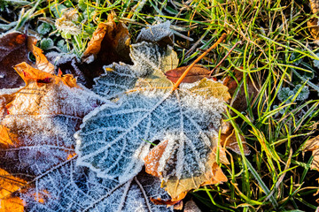 gefrorene Weinblätter mit Eiskristallrand