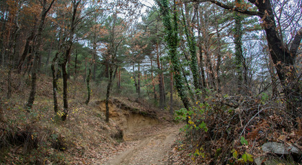 Sendero en el Valle de la Fuenfría / Trail in the Fuenfría Valley. Sierra de Guadarrama....