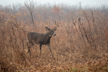 Large whitetailed deer buck