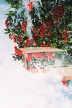 Australian Flora Double Exposure