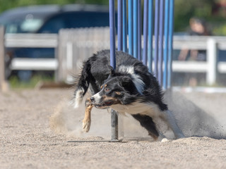 Border Collie doing slalom on dog agility course