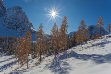 Backlit photo of larch from autumn colors after an abundant snowfall in the Mount Pelmo area, Dolomites, Italy. Concept: winter landscapes of the Dolomites, Christmas atmosphere, Unesco world heritage