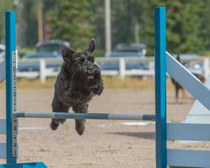 Schnauzer jumps over an agility hurdle on dog agility course
