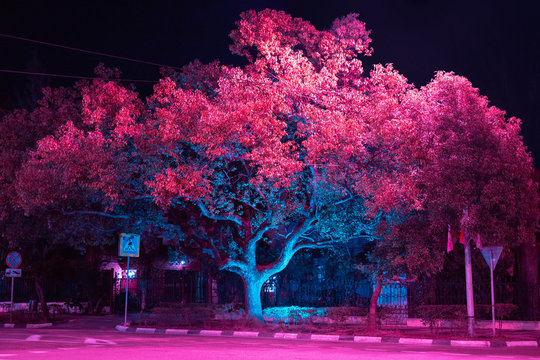 PURPLE TREE