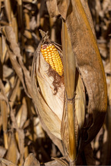 An ear of corn sticks out of the stalk in a cornfield. The field is part of a maze attraction...
