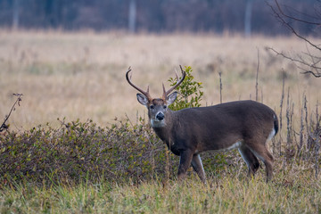 Large whitetailed deer buck