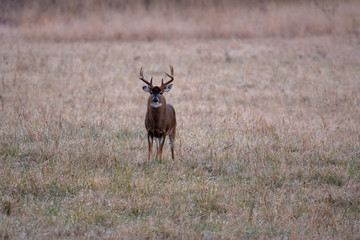 Large whitetailed deer buck
