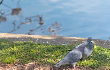 Close up unparalleled Loving Birds Picture ( Pigeon )