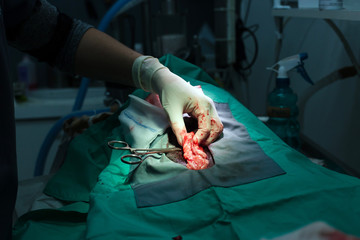 Dog Spay Surgical Procedure