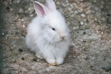 Baby rabbit