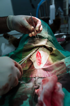 Dog Spay Surgical Procedure