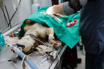 Dog Spay Surgical Procedure
