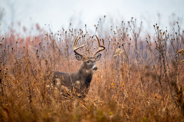Large whitetailed deer buck