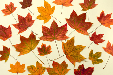 Autumn creative composition. Dried leaves on beige cream-colored background. Fall concept. Autumn background. Flat lay, top view, copy space.