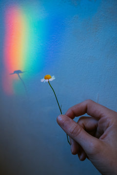 touched by the rainbow