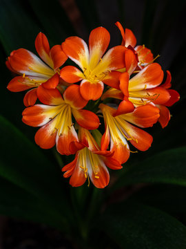 clivia