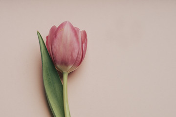 Close-up of pink tulip with copy space