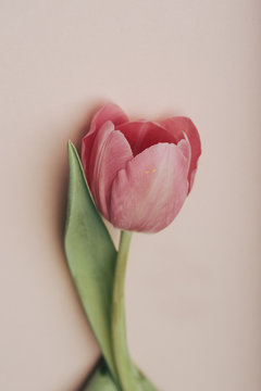 Close-up of pink tulip flower on pink