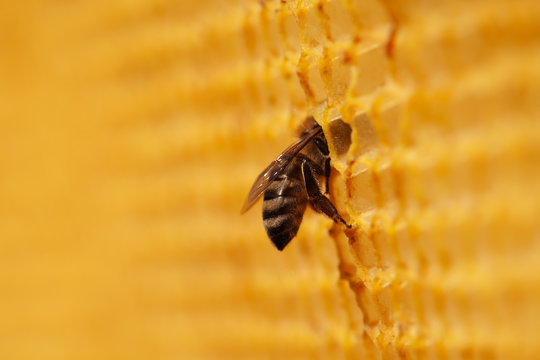 Closeup of bee in honeycomb