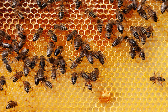 Bees filling cells with honey
