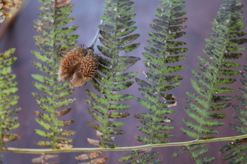 Frond.
