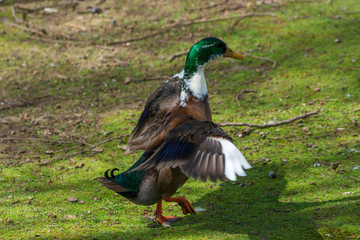 Bird 284